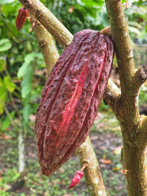 Grenada-Cocoa-Fruit